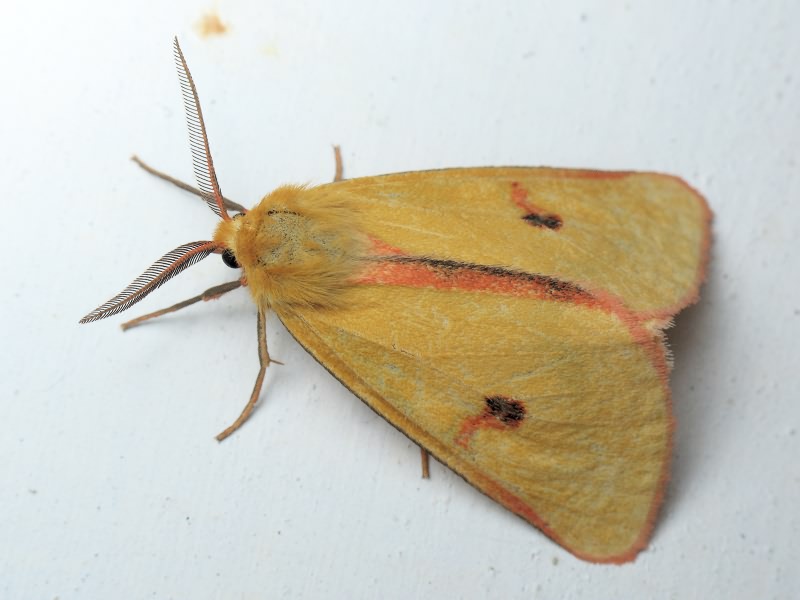 Diacrisia sannio (Linnaeus, 1758)